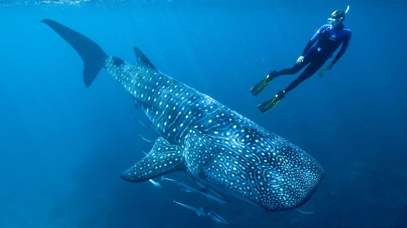 Researchers measured carbon-14 levels in the growth rings of two long-dead whale sharks.