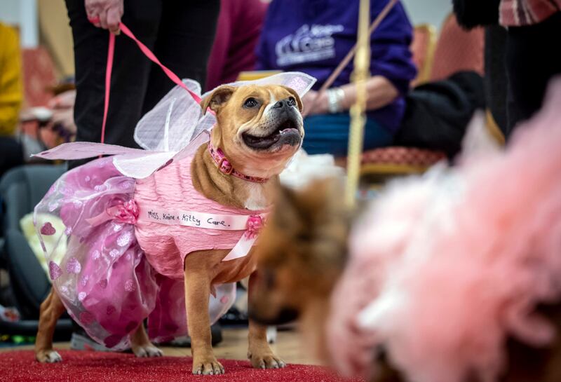 A dog in a pink outfit at the pageant