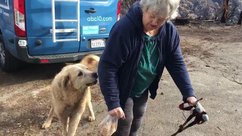 He was reunited with his owner this week after she was forced to flee the November 8 fire.