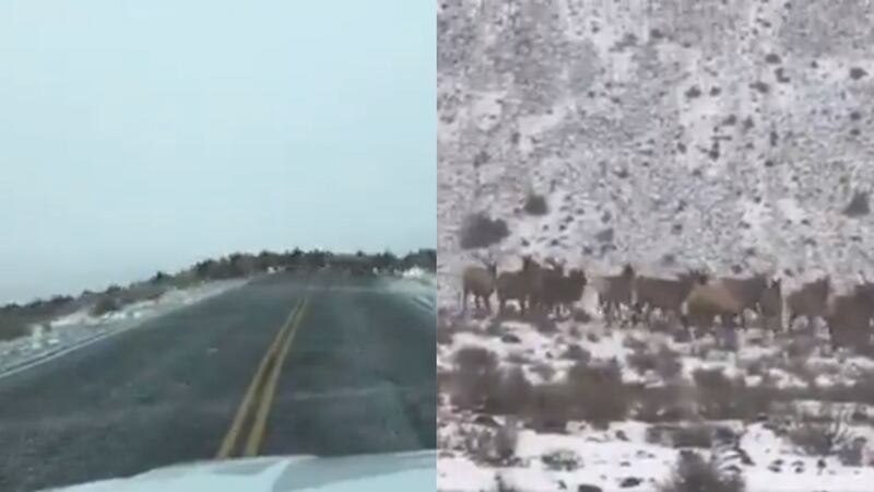 An enormous herd of elk was caught on camera as it crossed a road in the north-west United States.
