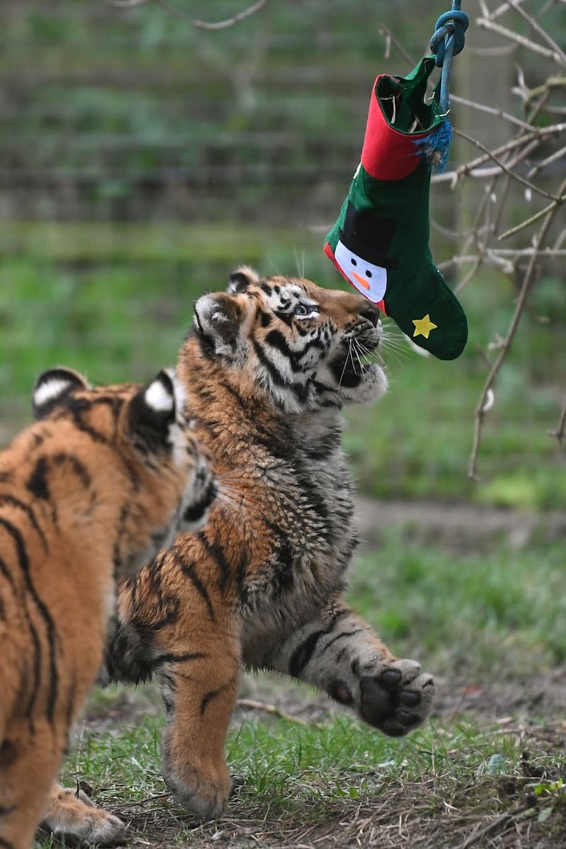 Christmas at Whipsnade Zoo