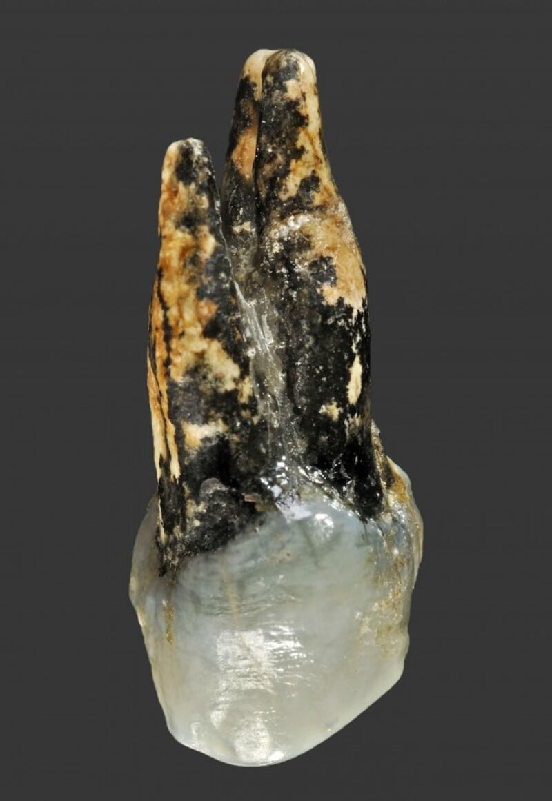 (Wolfgang Ge7.24 million year old tooth rber/University of Tubingen/PA)