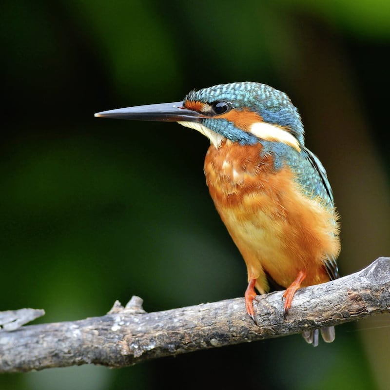 The kingfisher is now on the priority species list 