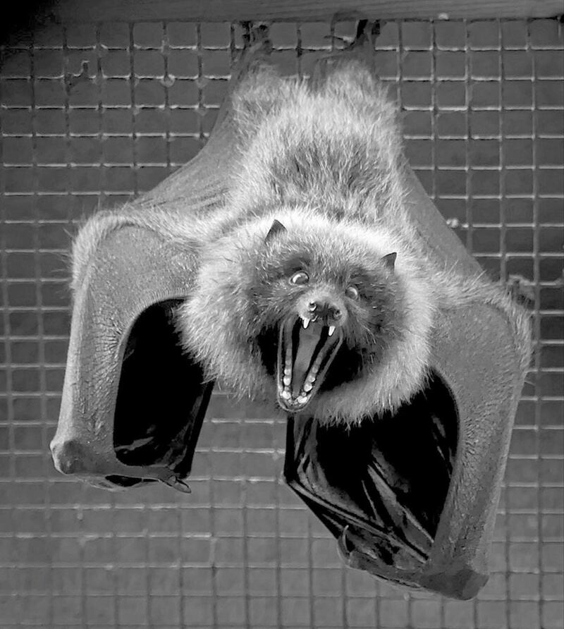 Rodrigues Fruit Bat by Linda Thompson. One of the prize-winning snaps entered in the Belfast Zoo&rsquo;s annual photographic competition 