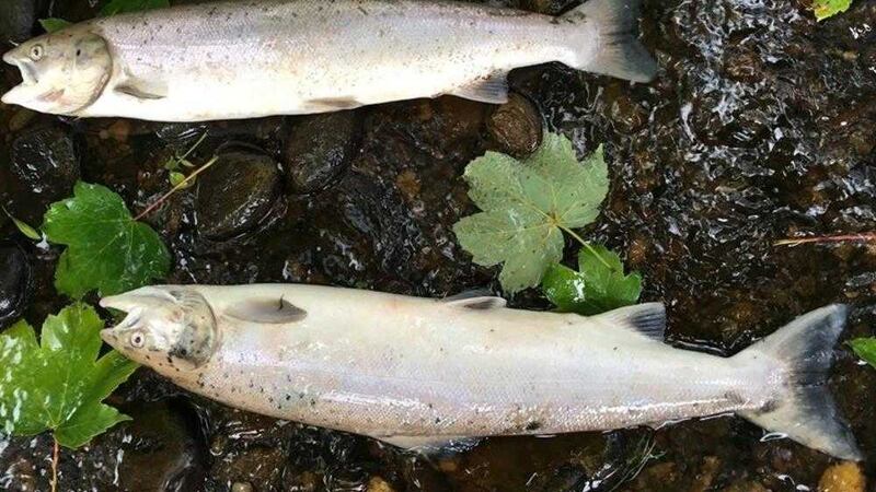 Two of the dead fish retrieved from the River Faughan&nbsp;