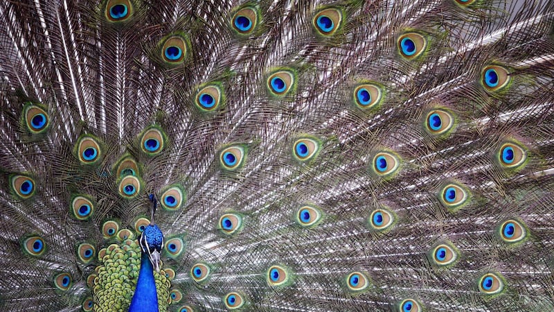 A peacock has been spotted on the M1 motorway at Belfast&nbsp;