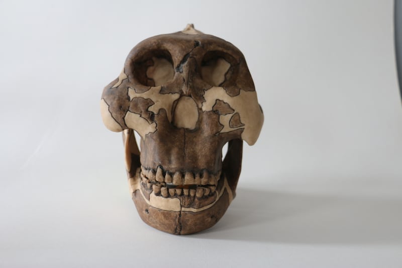 The cast of a P. boisei skull