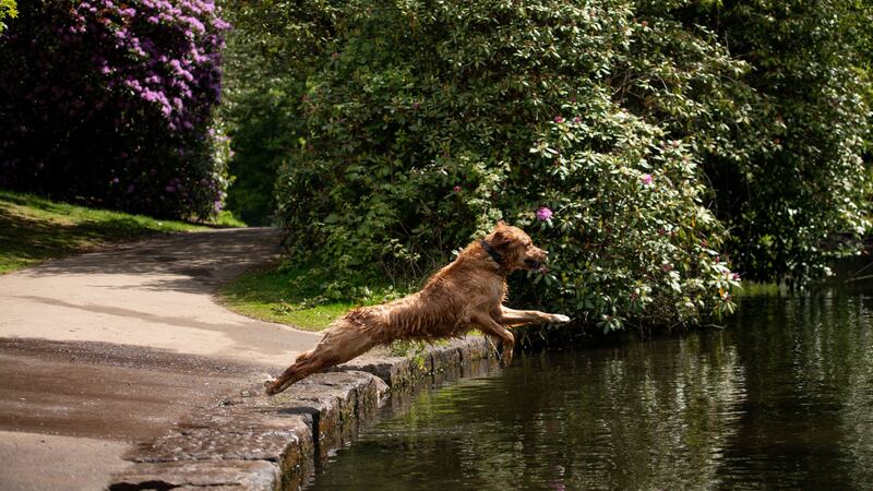 Experts are warning dog owners to be vigilant about symptoms as the days get warmer.