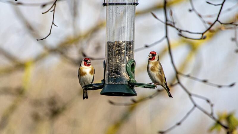 Goldfinches have been regular visitors but only two appeared during my Big Garden Birdwatch observation shift this year 
