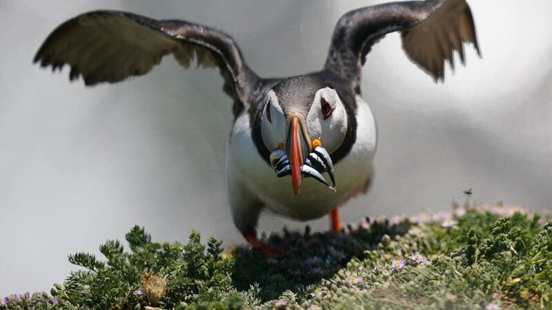 Puffins on Saltee Island, off Co Wexford, one of Ireland’s major bird sanctuaries (Niall Carson/PA)
