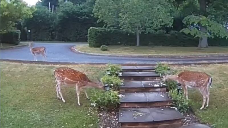 Mark Stone caught a group of the animals eating the flowers in his front garden in East Sussex.
