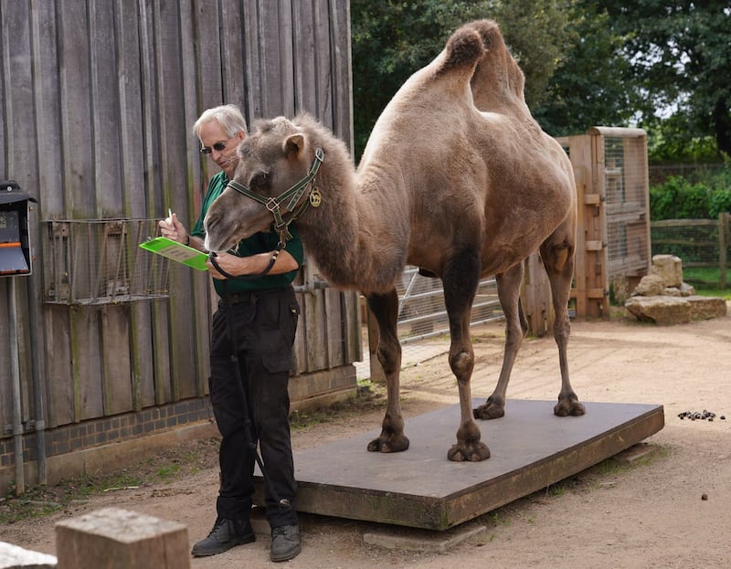 Keeper Mick Tiley with Noemie the Bactrian camel during the annual weigh-in at ZSL London Zoo