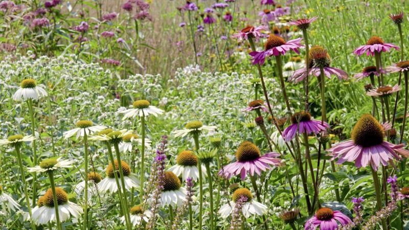 Extend summer into September with the right selection of late flowering plants 