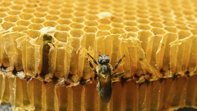 Honeybees use propolis to seal walls and strengthen combs of hives and to embalm dead invaders 