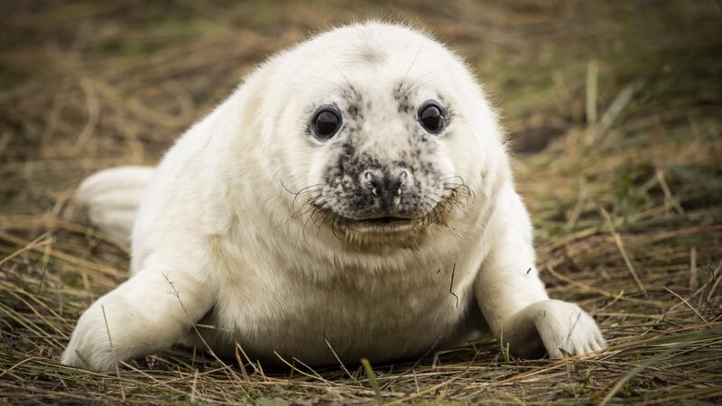 The seal species returns to the beach in Lincolnshire during late October, November and December to give birth.