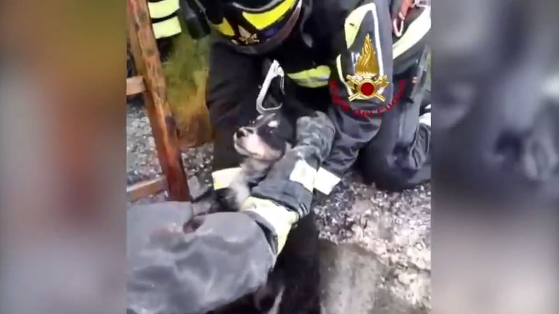 The dog was brought to the surface by emergency services in Sicily.
