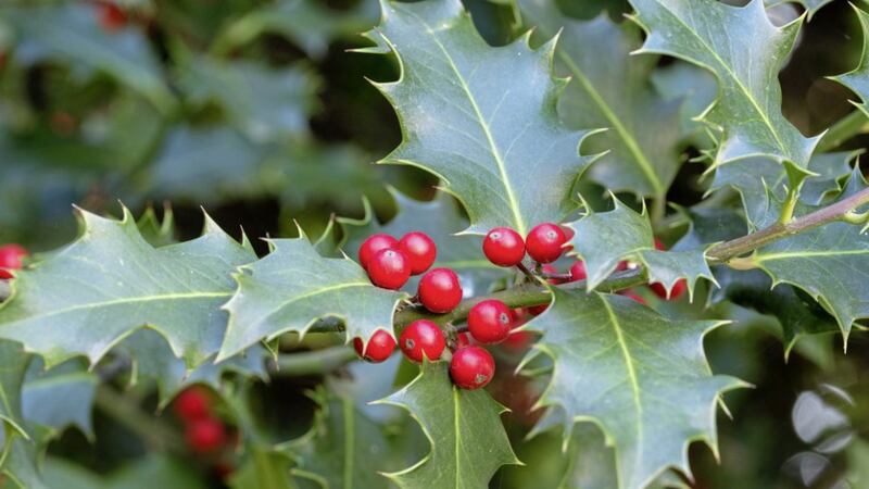 Ilex aquifolium &ndash; we have been &lsquo;decking our halls&rsquo; with boughs of holly since before the advent of Christianity 