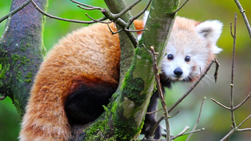 Amber took her chance of freedom when two electric fences failed at Belfast Zoo on Sunday afternoon.