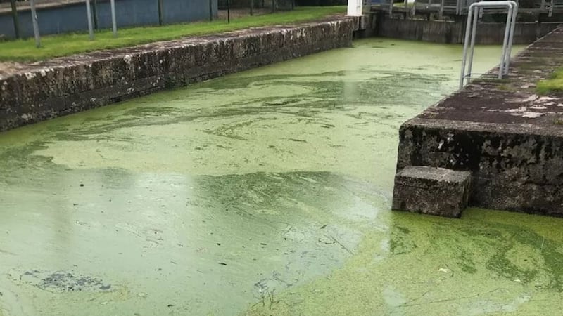 Blue-green algae in the River Bann near the Cranagh Activity Centre. Picture from BBC