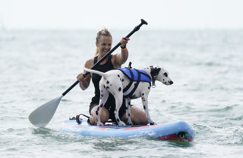UK Dog Surfing Championships