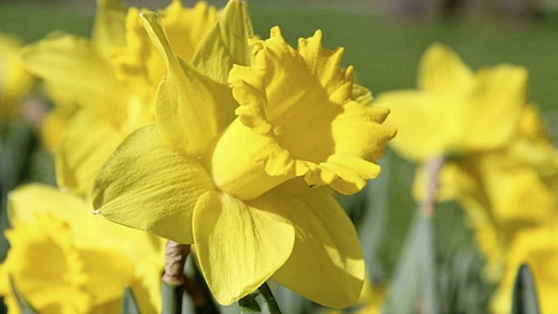 Plant daffodils in natural-looking drifts 