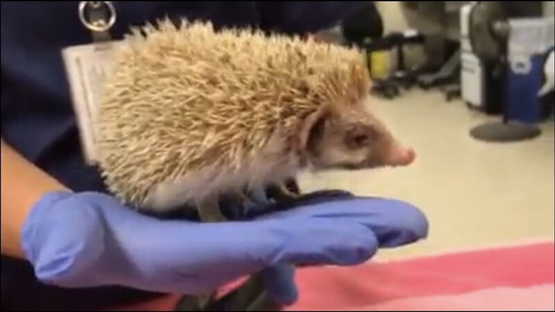 It is illegal to own a hedgehog as a pet in California.