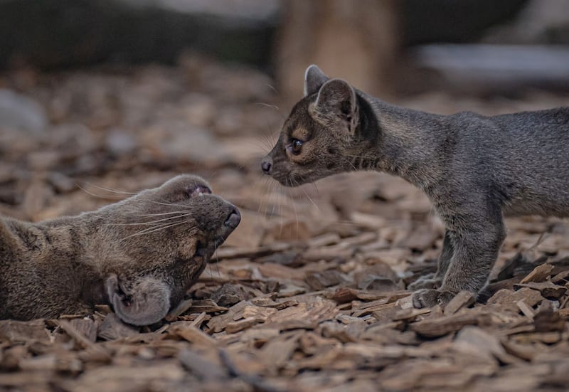 Fossa triplets born at Chester Zoo
