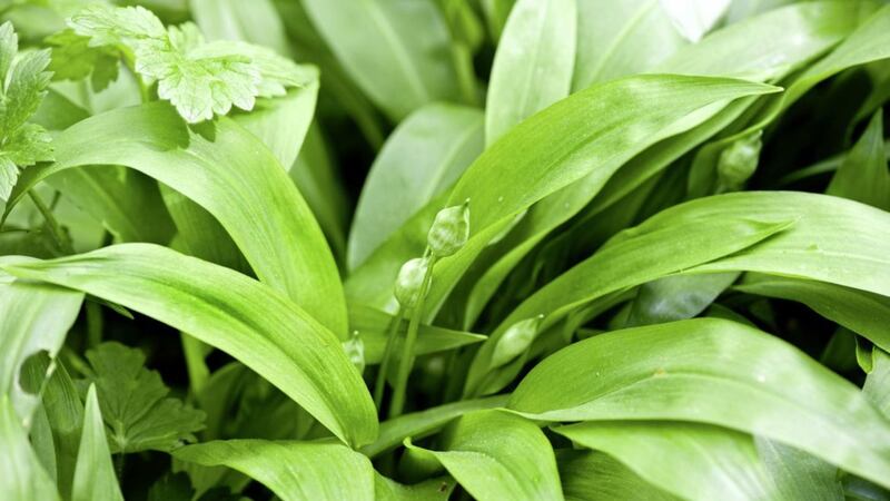 Wild garlic can be found growing thoughout Ireland 