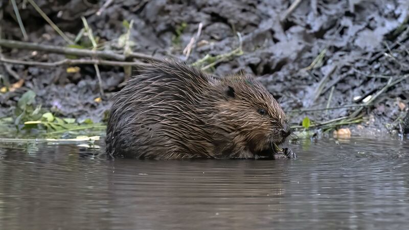 Beavers help reduce flood risk by building dams which slow down the river flow and send it through new channels and wetlands.