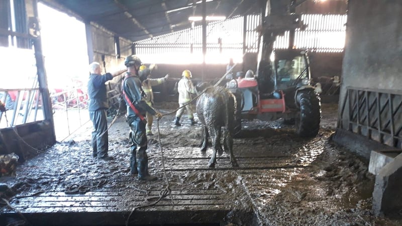 Crews from across the region came to the rescue of three cows in the days after Christmas.