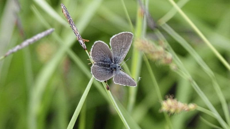 The Small Blue is the north&#39;s rarest and most endangered butterfly  