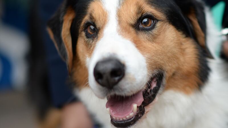 New research suggests owning a pet may help maintain cardiovascular health.
