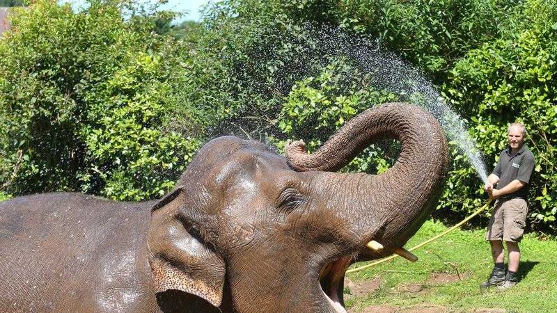 Dhunja the Indian elephant gets a cooling down from its keeper at Belfast Zoo