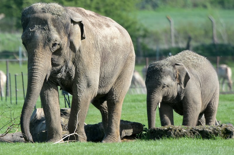 ZSL Whipsnade Zoo says it faces permanent closure if it cannot reopen soon (ZSL/PA)