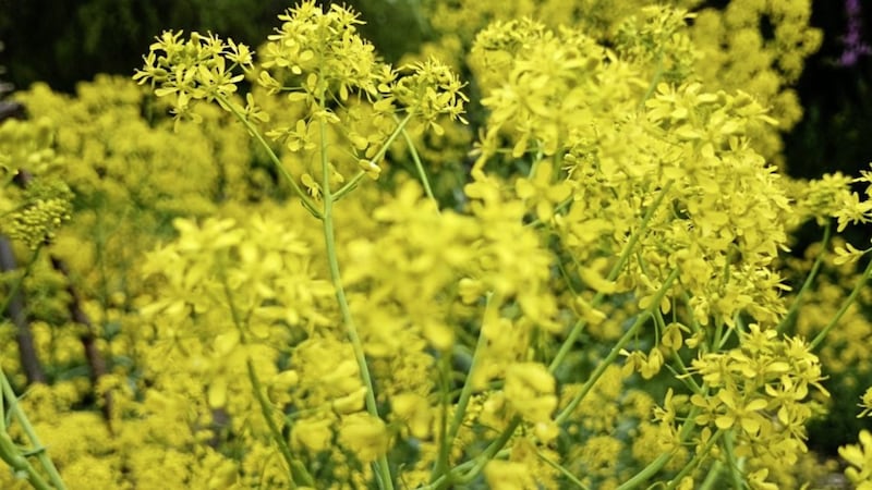 Woad (Isatis tinctoria) was used to produce blue dye and has anti-inflammatory properties 