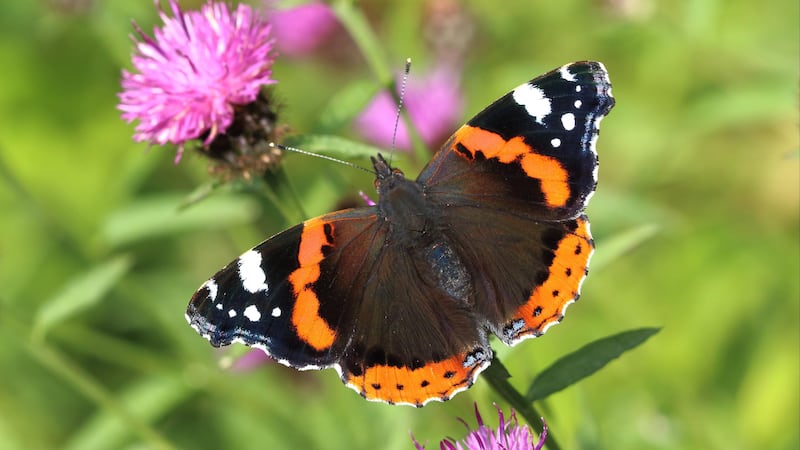The red admiral was the most-seen butterfly this year, with its number increasing due to climate change (Mark Searle/Butterfly Conservation/PA)