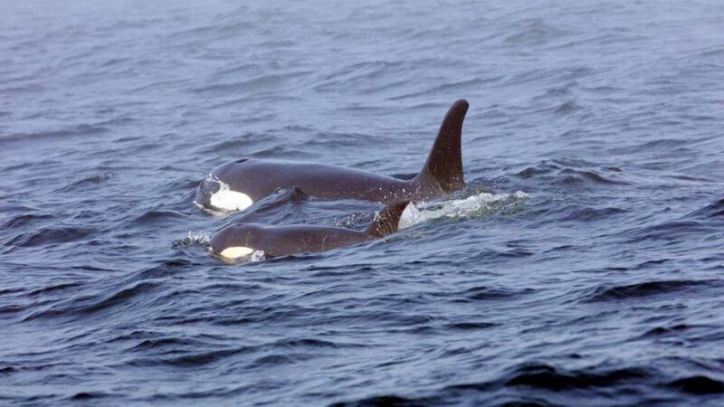Orcas are an intelligent species and can communicate with one another using screeches, groans and clicks 