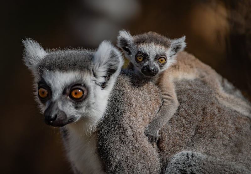 A baby ring-tailed lemur clings to its mum