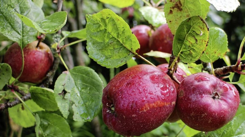 John Manley&#39;s apples managed to escape the weather&#39;s worst ravages 