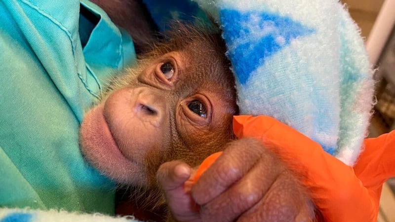 Fewer than 14,000 Sumatran orangutans live in the wild.