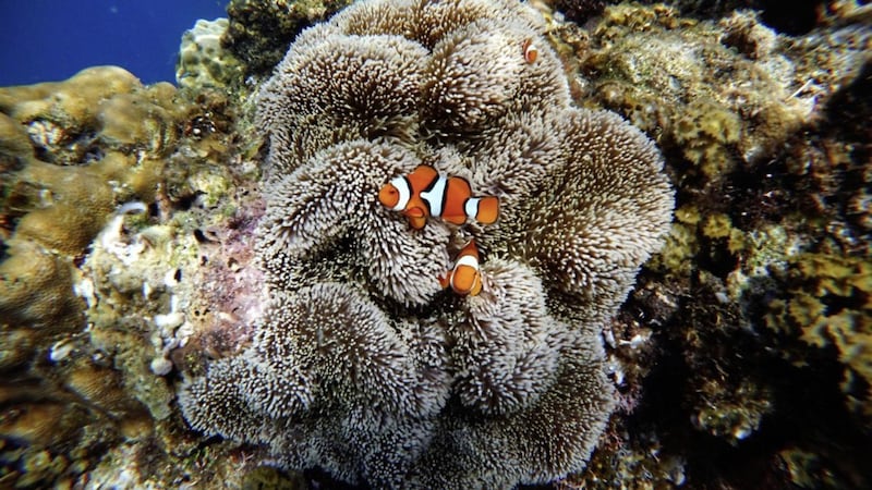 Clownfish among the coral at Kimbe Bay 