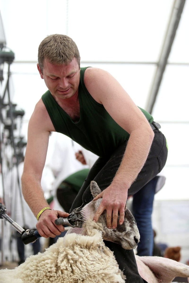 Sheep shearing gets underway at the Balmoral Show. Picture by Mal McCann 