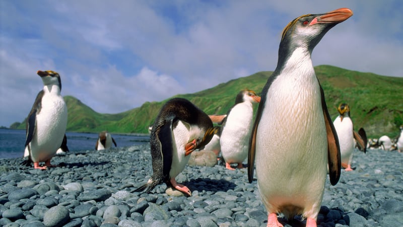Scientists used tracking data from five types of penguin and 12 other species of predator to find the richest feeding grounds in the Southern Ocean.
