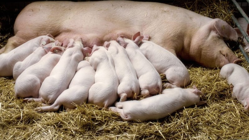 Fertile sow lying on straw and piglets suckling in barn 