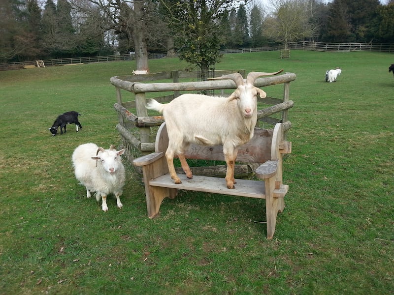 Goats at the Buttercup Sanctuary in Boughton Monchlesea in Kent