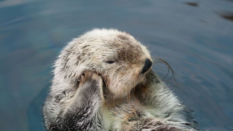 Eddie, who became famous for his basketball skills, was euthanised at Oregon Zoo after his health declined due to old age.