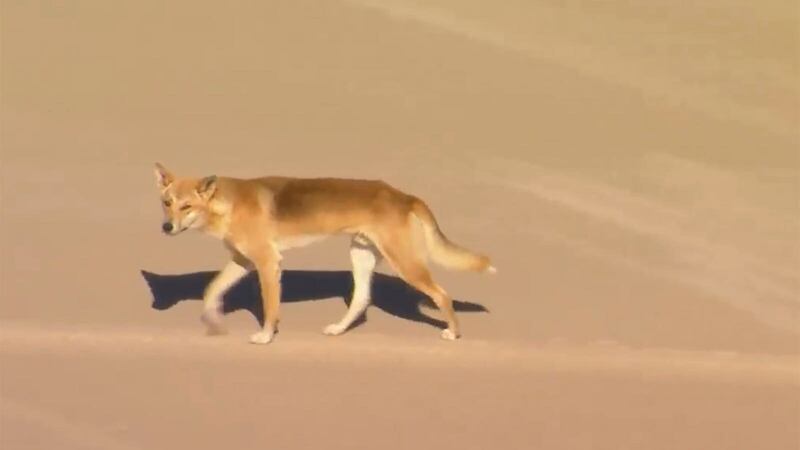 A dingo walks on a beach on K’gari on Monday (AuBC/Channel 7/Channel 9/AP)