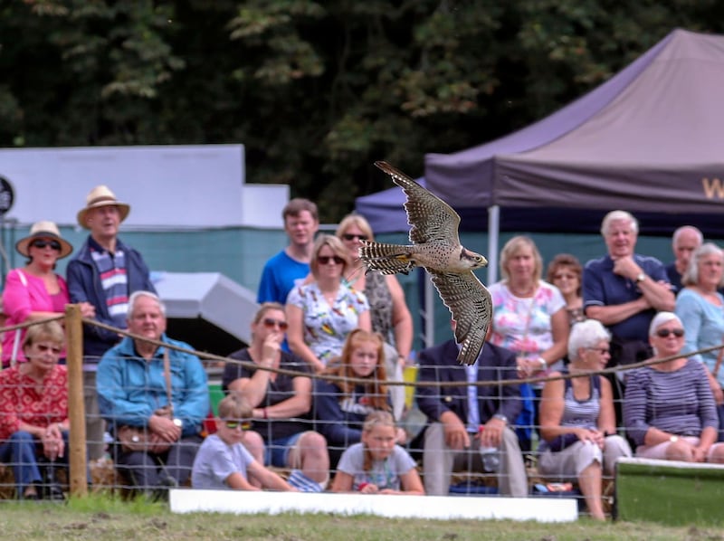 The Hawking Centre team put on a falconry display 