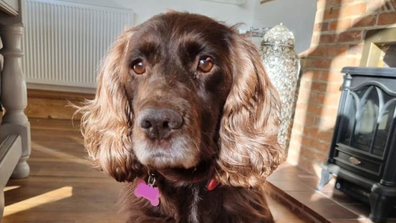 Cassie the cocker spaniel was found with a litter of puppies, who have been found new homes.