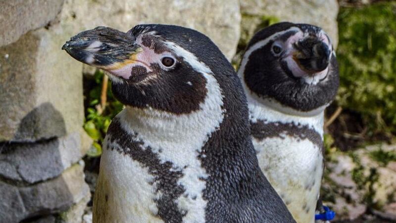 Rosie, a South American Humboldt penguin, has been at Sewerby Hall and Gardens since 1990 as part of the zoo’s breeding programme.